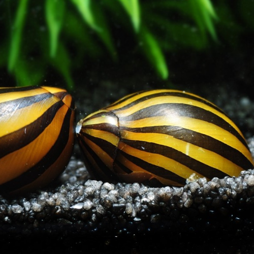 3x Zebra Nerite Snail Freshwater Aquarium Pond Algae Eating Planted Tank