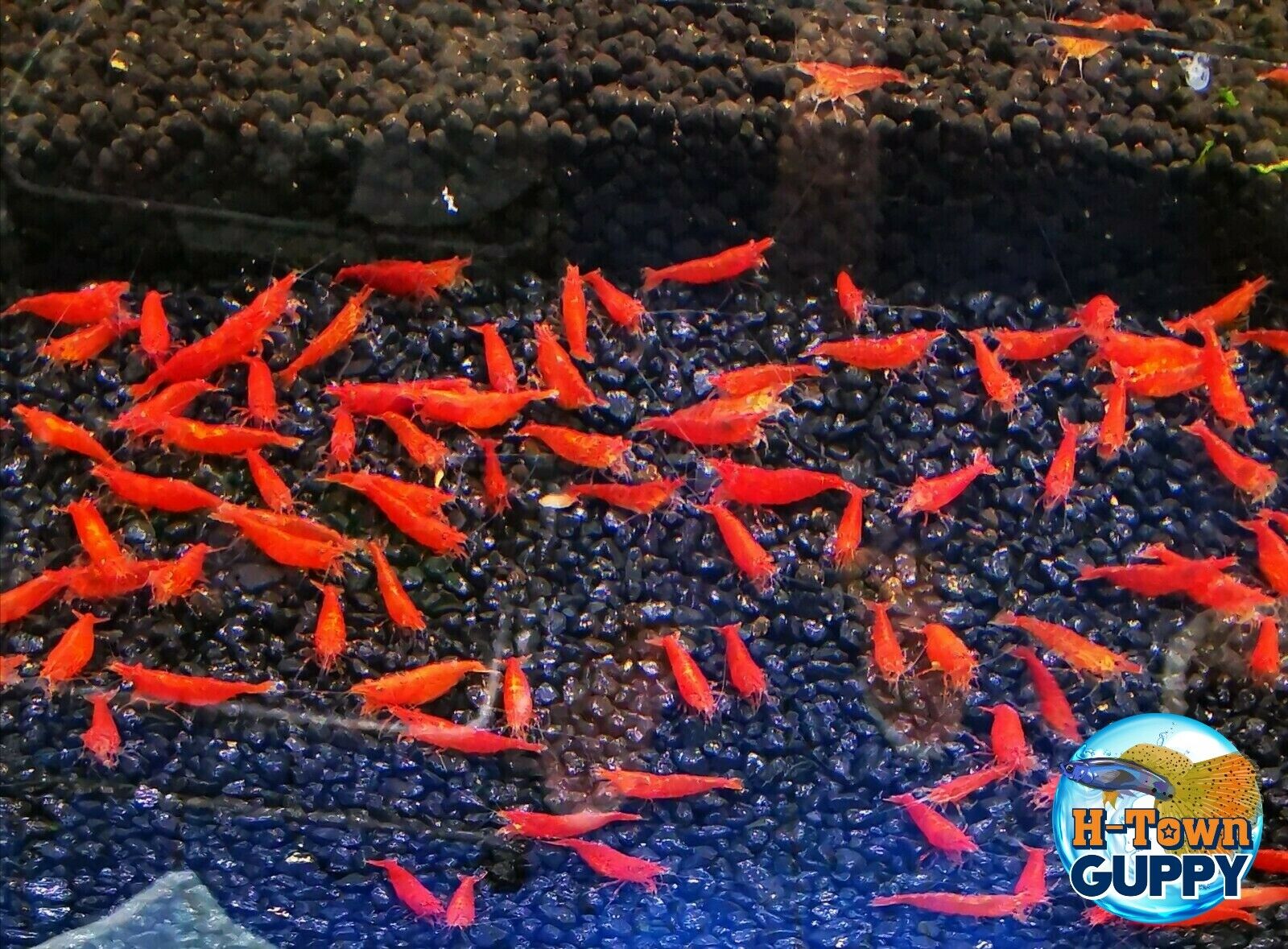 10+1 Fire Red Cherry - Freshwater Neocaridina Aquarium Shrimp. Live Guarantee