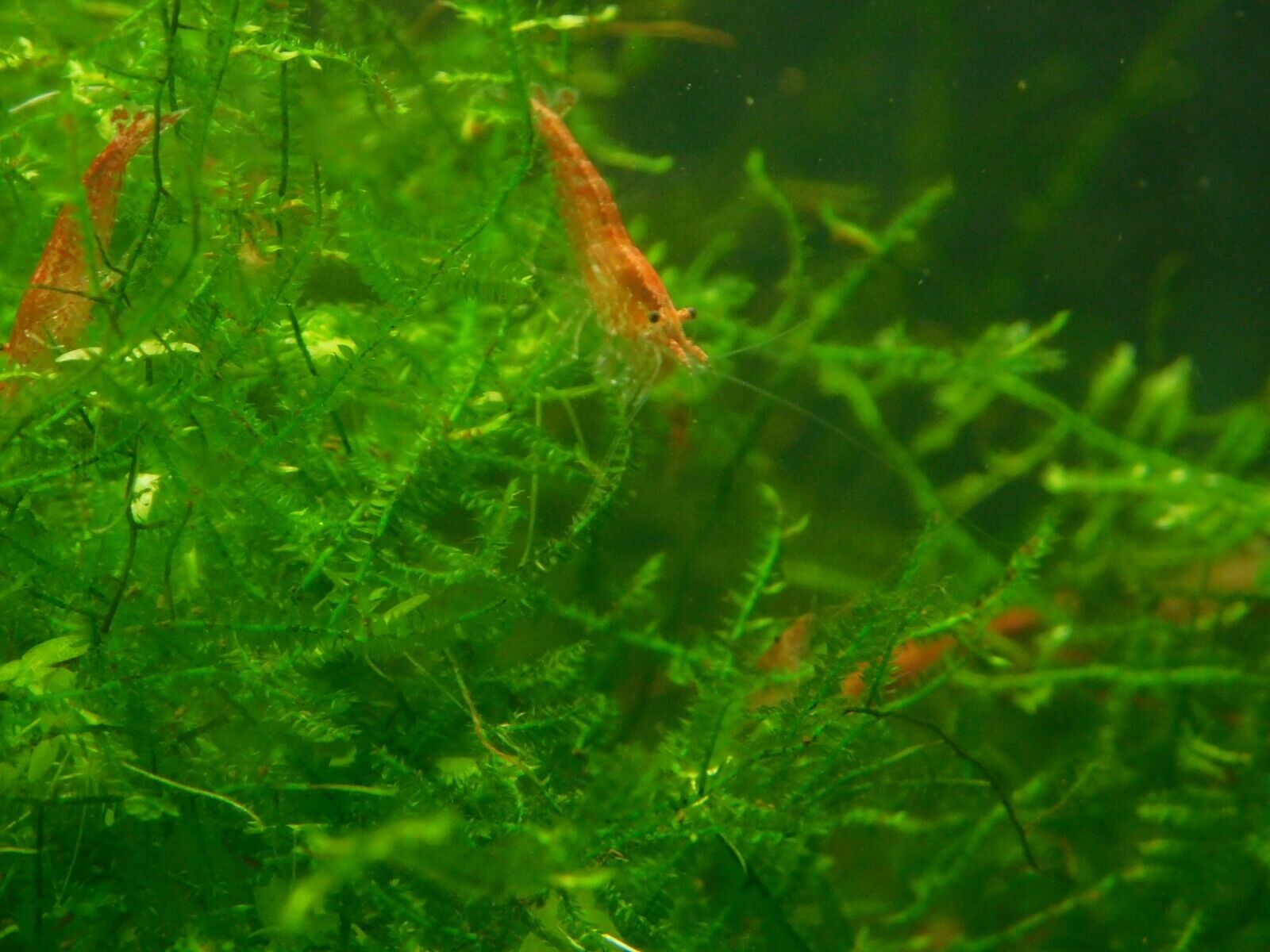 15+1 Culls Red Cherry Shrimps (neocaridina)