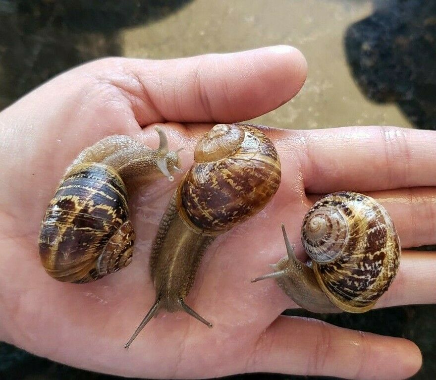 Live Land Or Garden Snails - One (1) Large